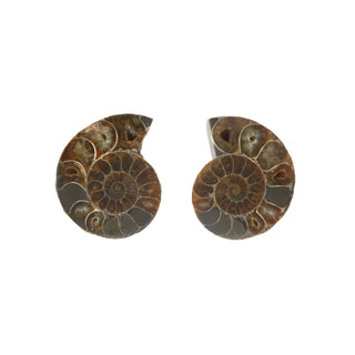 Ammonite Pair Polished Fossil #4    from The Rock Space