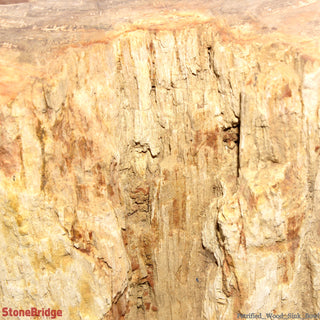 Petrified Wood Fossil - Sink Bowl    from The Rock Space