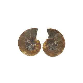 Ammonite Pair Polished Fossil #0    from The Rock Space