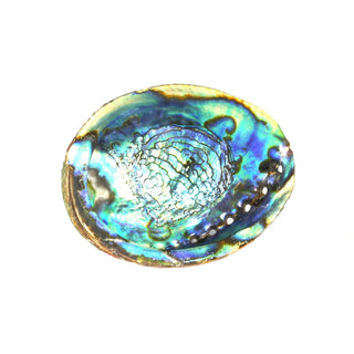 Abalone Shell - Large    from The Rock Space