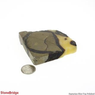 Septarian Slice - Top Polished #3 - 50g to 120g    from The Rock Space