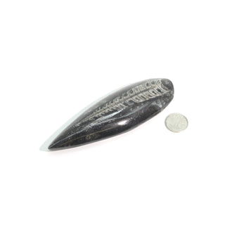 Orthoceras Polished Fossil #2 - 1.5" to 3"    from The Rock Space