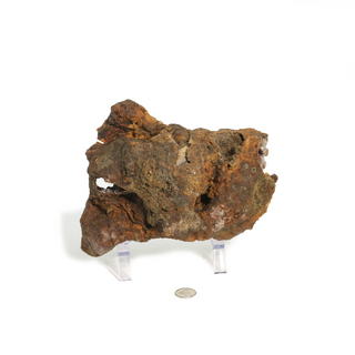 Brown Coral Fossil Geode U#4    from The Rock Space