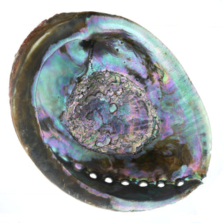 Abalone Shell - Large    from The Rock Space