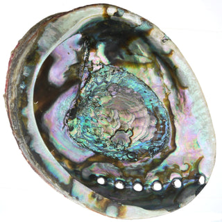 Abalone Shell - Large    from The Rock Space