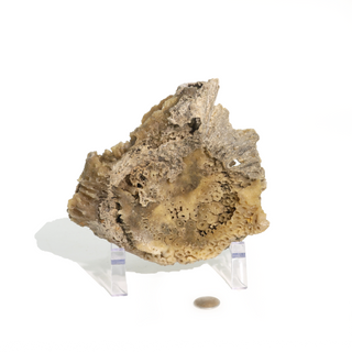 Brown Coral Fossil Geode U#5    from The Rock Space