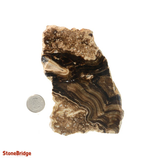 Calcite Chocolate Slice #2    from Stonebridge Imports