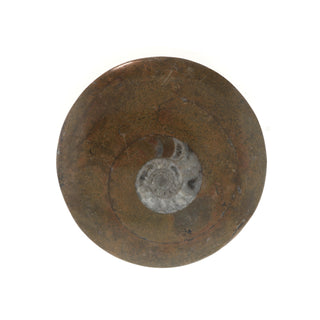 Ammonite Polished Button #1    from The Rock Space