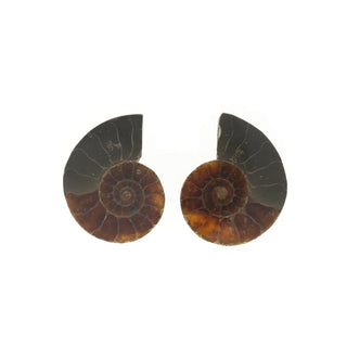 Ammonite Pair Polished Fossil #0    from The Rock Space