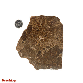 Calcite Chocolate Slice #4 from The Rock Space