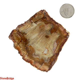 Petrified Wood Slices #3 - 100g to 200g    from The Rock Space