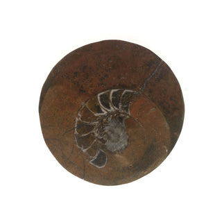 Ammonite Polished Button #1    from The Rock Space