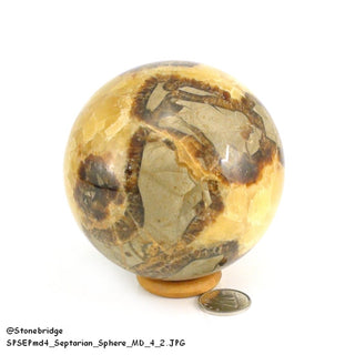 Septarian Sphere from Stonebridge Imports