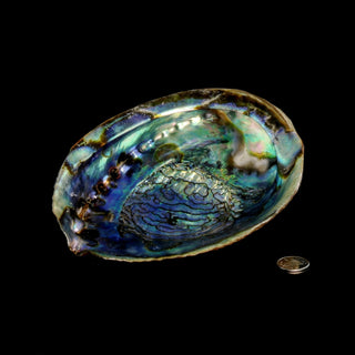 Abalone Shell - Large    from The Rock Space