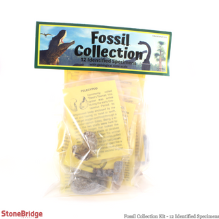 Fossil Collection Kit - 12 Identified Specimens from The Rock Space