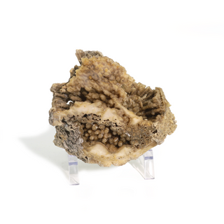 Brown Coral Fossil Geode U#5 from The Rock Space