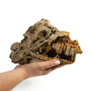 Brown Coral Fossil Geode U#1 from The Rock Space