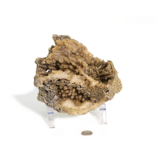 Brown Coral Fossil Geode U#5 from The Rock Space