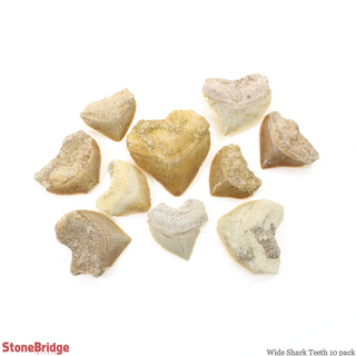 Shark Teeth Fossil - 10 Pack from The Rock Space