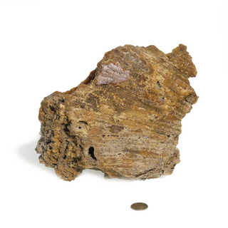 Brown Coral Fossil Geode U#1 from The Rock Space