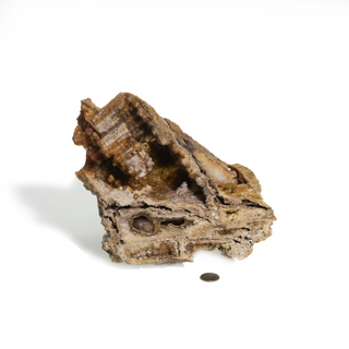 Brown Coral Fossil Geode U#1 from The Rock Space