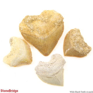 Shark Teeth Fossil - 10 Pack from The Rock Space