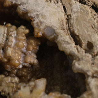 Brown Coral Fossil Geode U#2 - 9" x 4" from The Rock Space