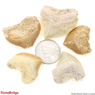 Shark Teeth Fossil - 10 Pack from The Rock Space