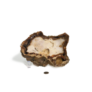 Brown Coral Fossil Geode U#3 from The Rock Space