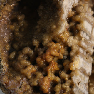 Brown Coral Fossil Geode U#2 - 9" x 4" from The Rock Space