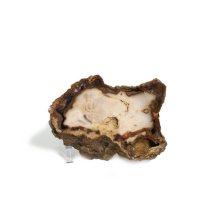 Brown Coral Fossil Geode U#3 from The Rock Space
