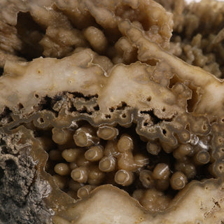 Brown Coral Fossil Geode U#5 from The Rock Space