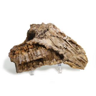 Brown Coral Fossil Geode U#2 - 9" x 4" from The Rock Space