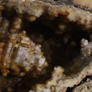 Brown Coral Fossil Geode U#1 from The Rock Space
