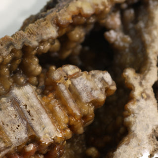 Brown Coral Fossil Geode U#1 from The Rock Space
