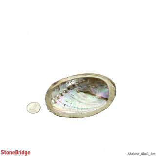 Abalone Shell Small - 3" to 4" from The Rock Space