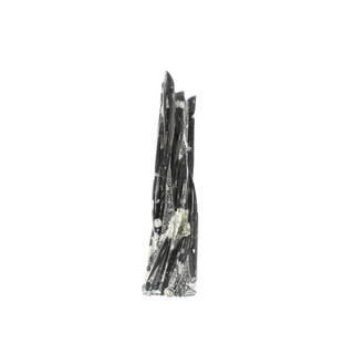 Orthoceras Tower Fossil U#7 - 21" from The Rock Space