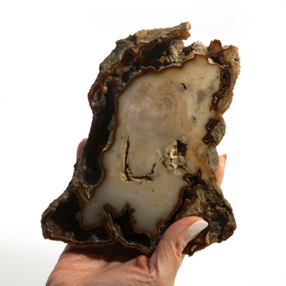 Brown Coral Fossil Geode U#3 from The Rock Space