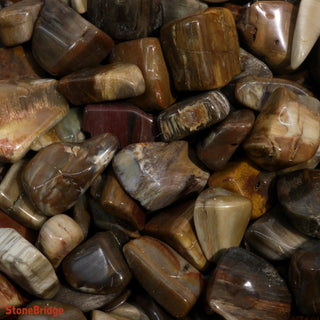 Petrified Wood Tumbled Stones - Madagascar from The Rock Space