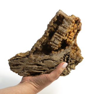 Brown Coral Fossil Geode U#2 - 9" x 4" from The Rock Space