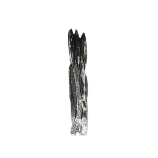 Orthoceras Tower Fossil U#5 - 25" from The Rock Space