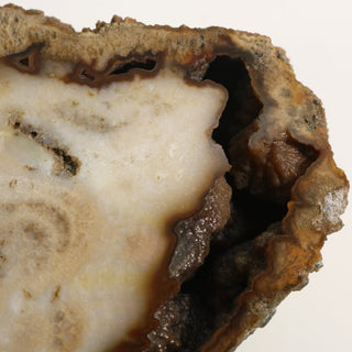 Brown Coral Fossil Geode U#3 from The Rock Space