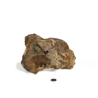 Brown Coral Fossil Geode U#3 from The Rock Space