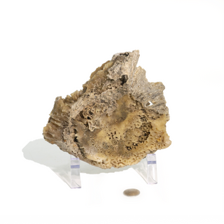 Brown Coral Fossil Geode U#5 from The Rock Space