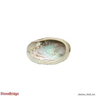 Abalone Shell Small - 3" to 4" from The Rock Space