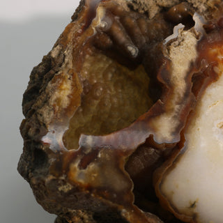 Brown Coral Fossil Geode U#3 from The Rock Space