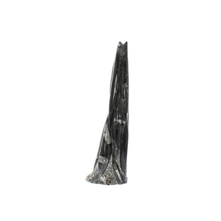 Orthoceras Tower Fossil U#16 - 20" from The Rock Space