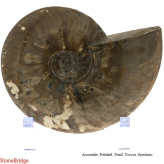 Ammonite Polished Fossil U#3    from The Rock Space