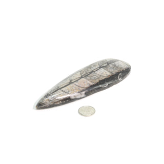 Orthocera Polished Fossil #3    from The Rock Space