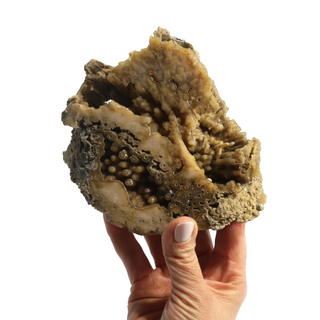Brown Coral Fossil Geode U#5    from The Rock Space